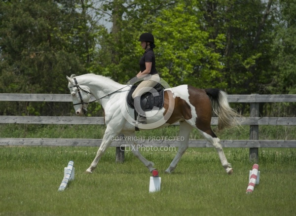 Paint Schooling English at Trot