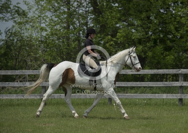 Paint Schooling English at Trot