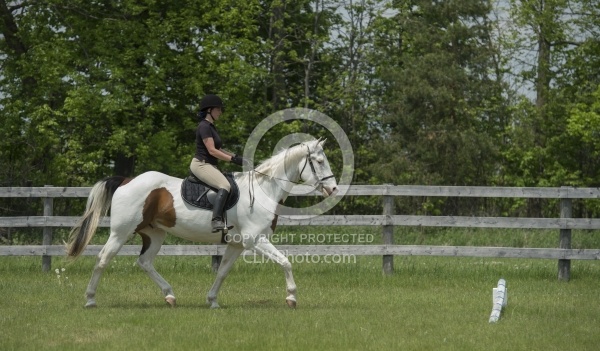 Paint Schooling Trotting Poles