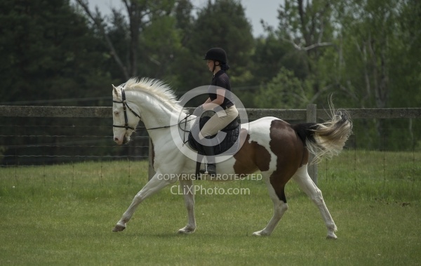 Paint Schooling English Canter