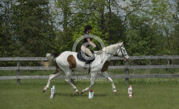 Paint Schooling Trotting Poles