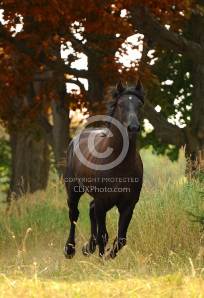 Curly Horse Stallion Free Running