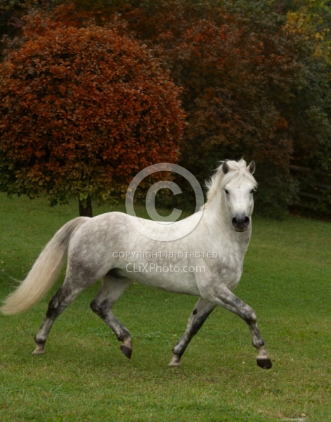 Connemara Stallion Free Runninhg Vertical  Kippure Cara, Century