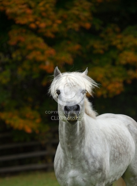 Connemara Stallion Free Runninhg Vertical  Kippure Cara, Century