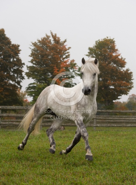 Connemara Stallion Free Runninhg Vertical  Kippure Cara, Century