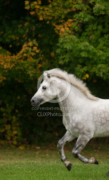 Connemara Stallion Free Running Vertical, Kippure Cara, Century