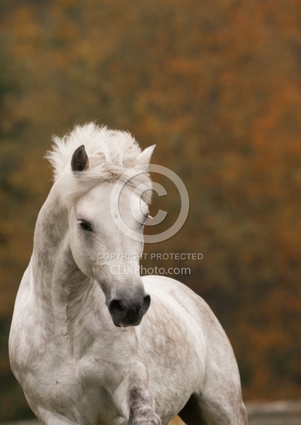 Connemara Stallion Free Running Vertical, Kippure Cara, Century
