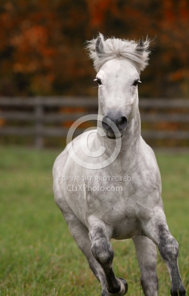 Connemara Stallion Free Running Vertical, Kippure Cara, Century