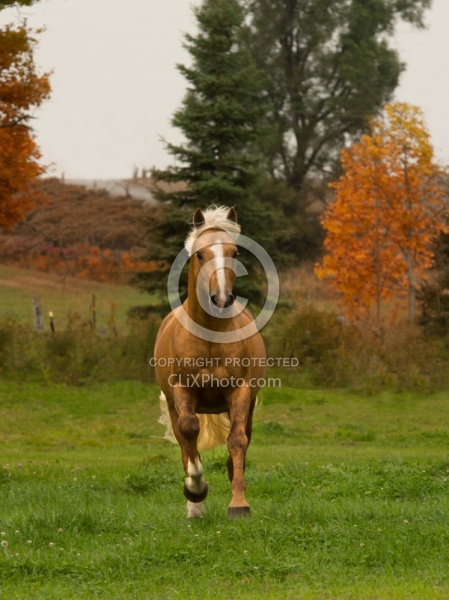 Connemara Stallion Free Running Vertical