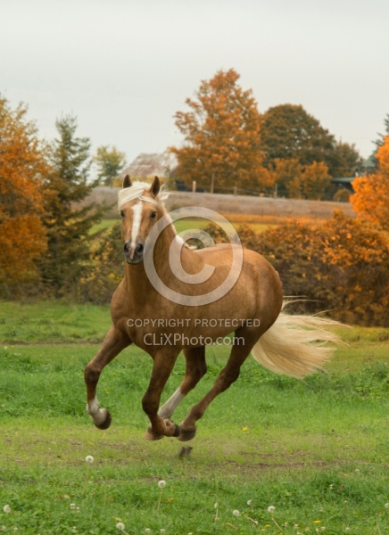Connemara Stallion Free Running Vertical