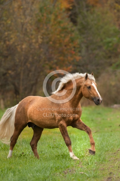 Connemara Stallion Free Running Vertical
