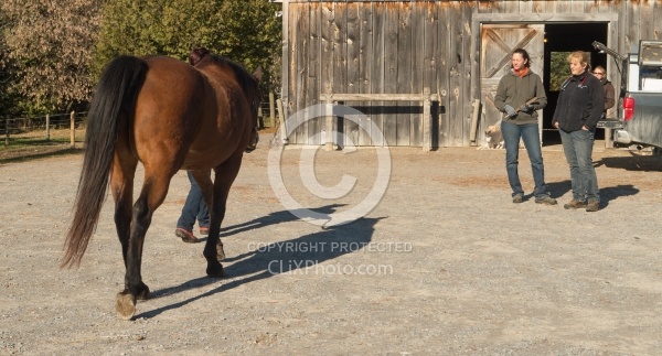 Vet and Farrier Consult