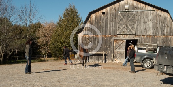 Vet and Farrier Consult