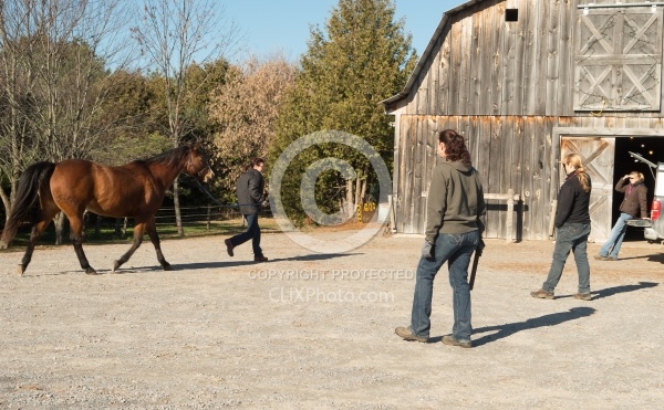 Vet and Farrier Consult