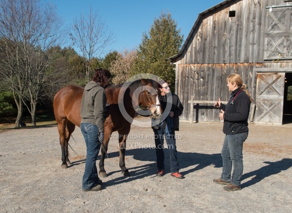 Vet and Farrier Consult