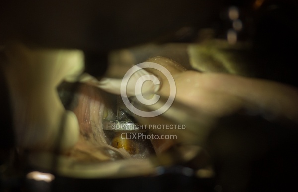 Equine Dentistry - Teeth Flaoting