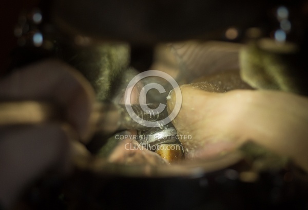 Equine Dentistry - Teeth Flaoting