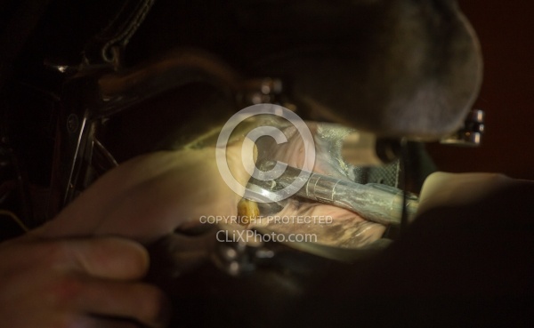 Equine Dentistry - Teeth Flaoting
