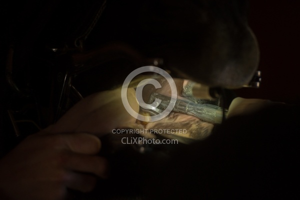 Equine Dentistry - Teeth Flaoting