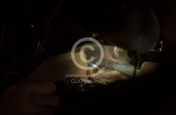 Equine Dentistry - Teeth Flaoting