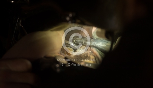 Equine Dentistry - Teeth Flaoting