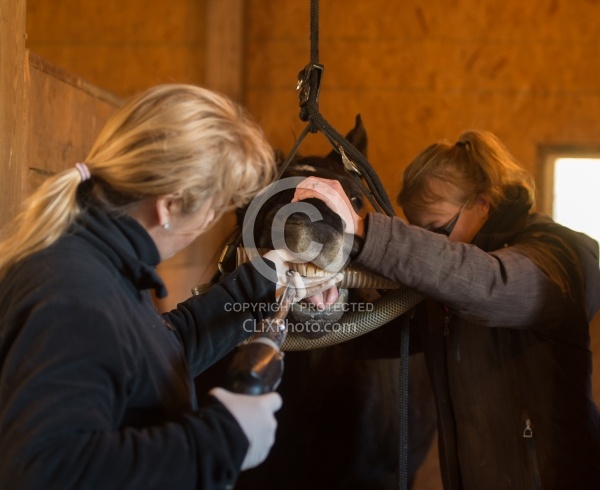 Equine Dentistry - Teeth Flaoting