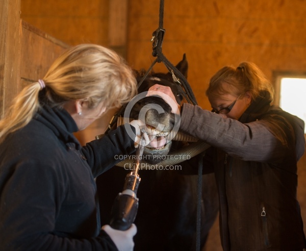 Equine Dentistry - Teeth Flaoting