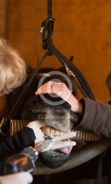 Equine Dentistry - Teeth Flaoting