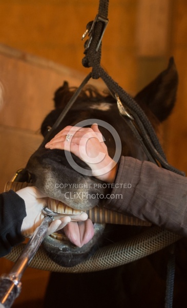 Equine Dentistry - Teeth Flaoting