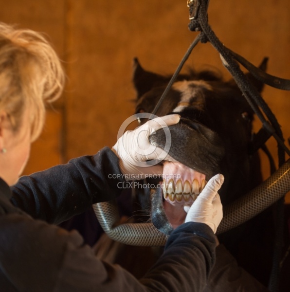 Vet checking teeth