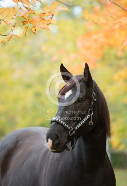 Quarter Horse Portrait