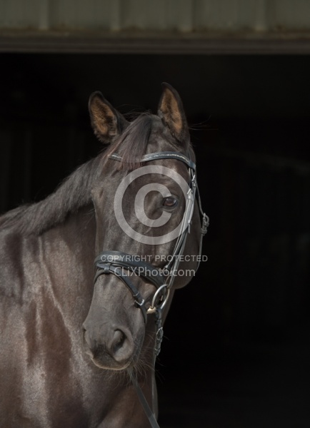 Hanoverian Portrait