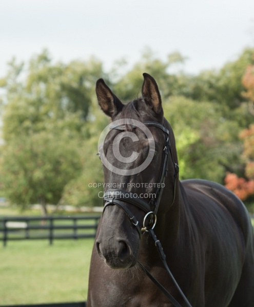 Hanoverian Portrait
