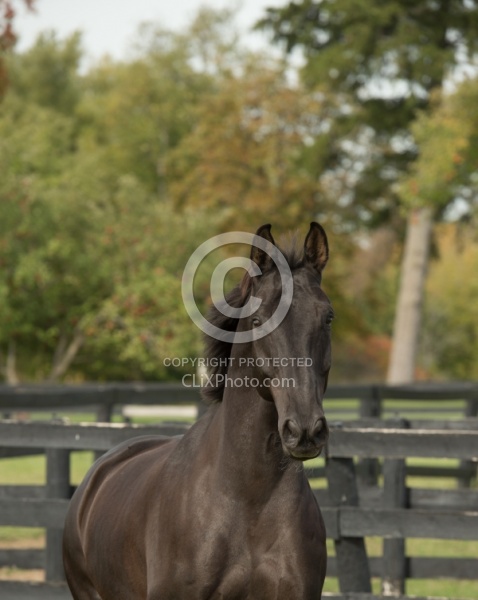 Hanoverian Portrait