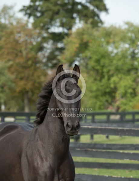 Hanoverian Portrait