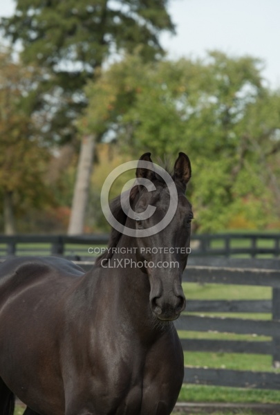 Hanoverian Portrait