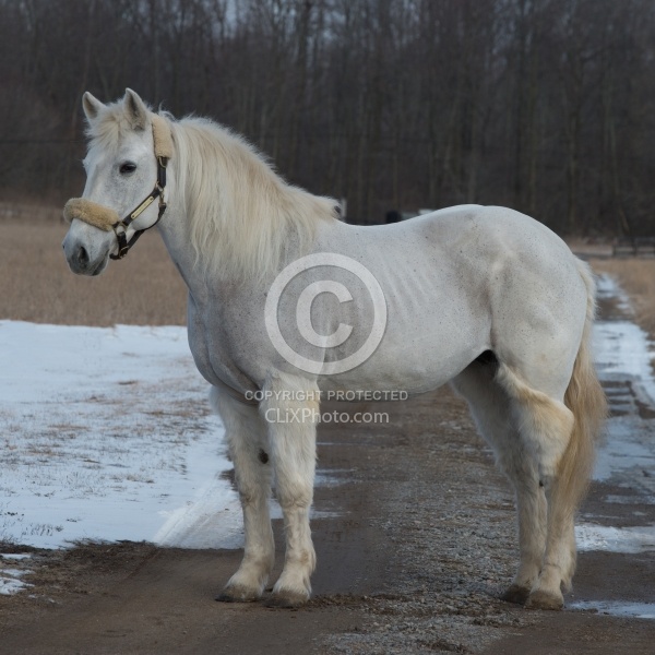 Clipping for Cushings