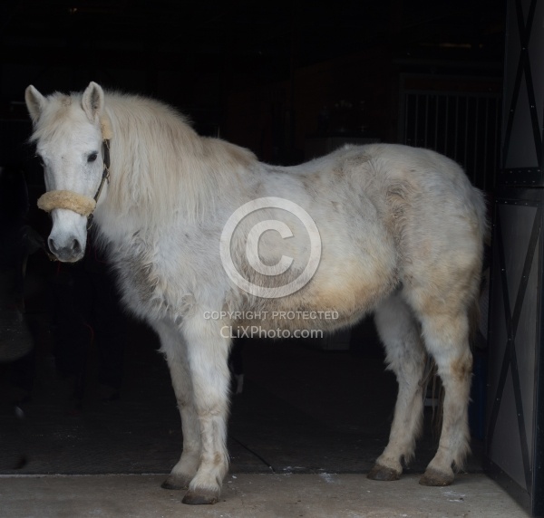 Clipping for Cushings