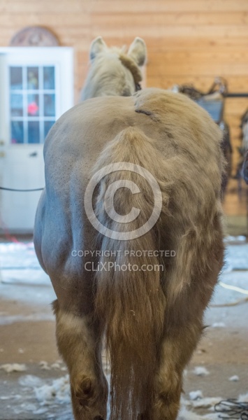 Clipping for Cushings