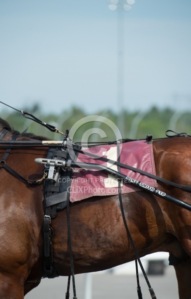 Standardbred Racing