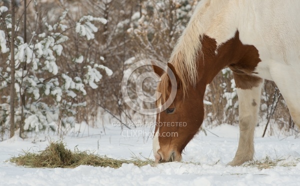 Horses Eating Hay in Winter
