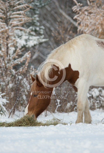 Horses Eating Hay in Winter