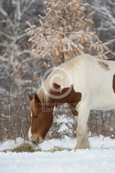 Horses Eating Hay in Winter