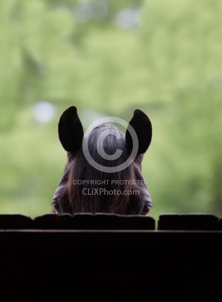 Canadian Canadian Portrait