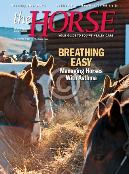 The Horse December 2016