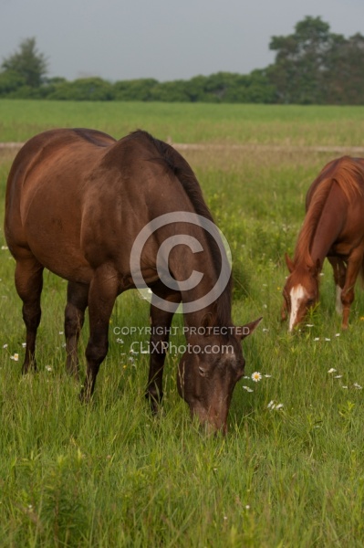 Pasture Summer