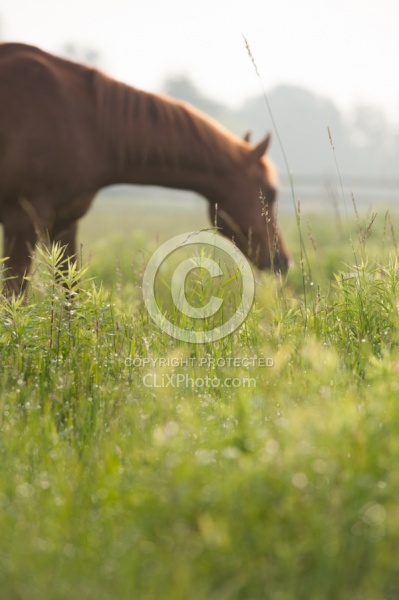 Pasture Summer