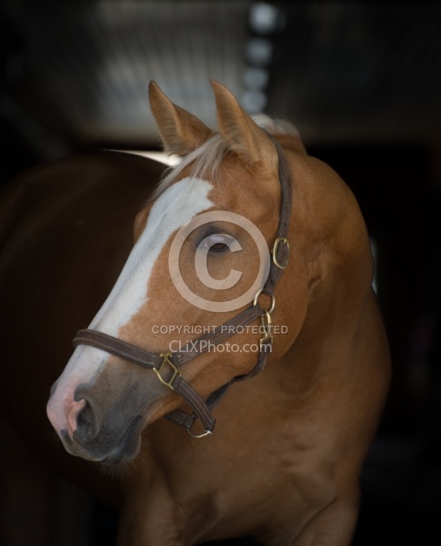 Palomino Portrait