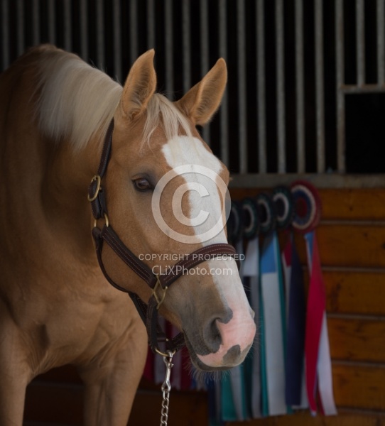 Palomino Portrait