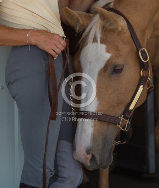 Palomino Portrait